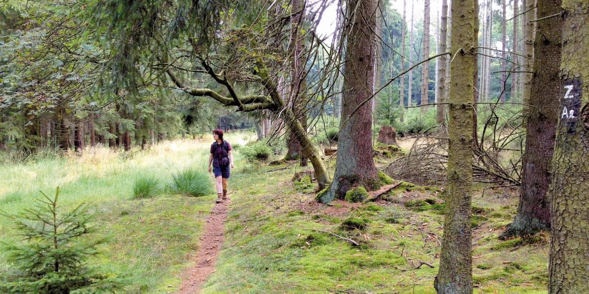 Wandern durch die Lichtenauer Wälder © Touristikzentrale Paderborner Land / Herbert Hoffmann